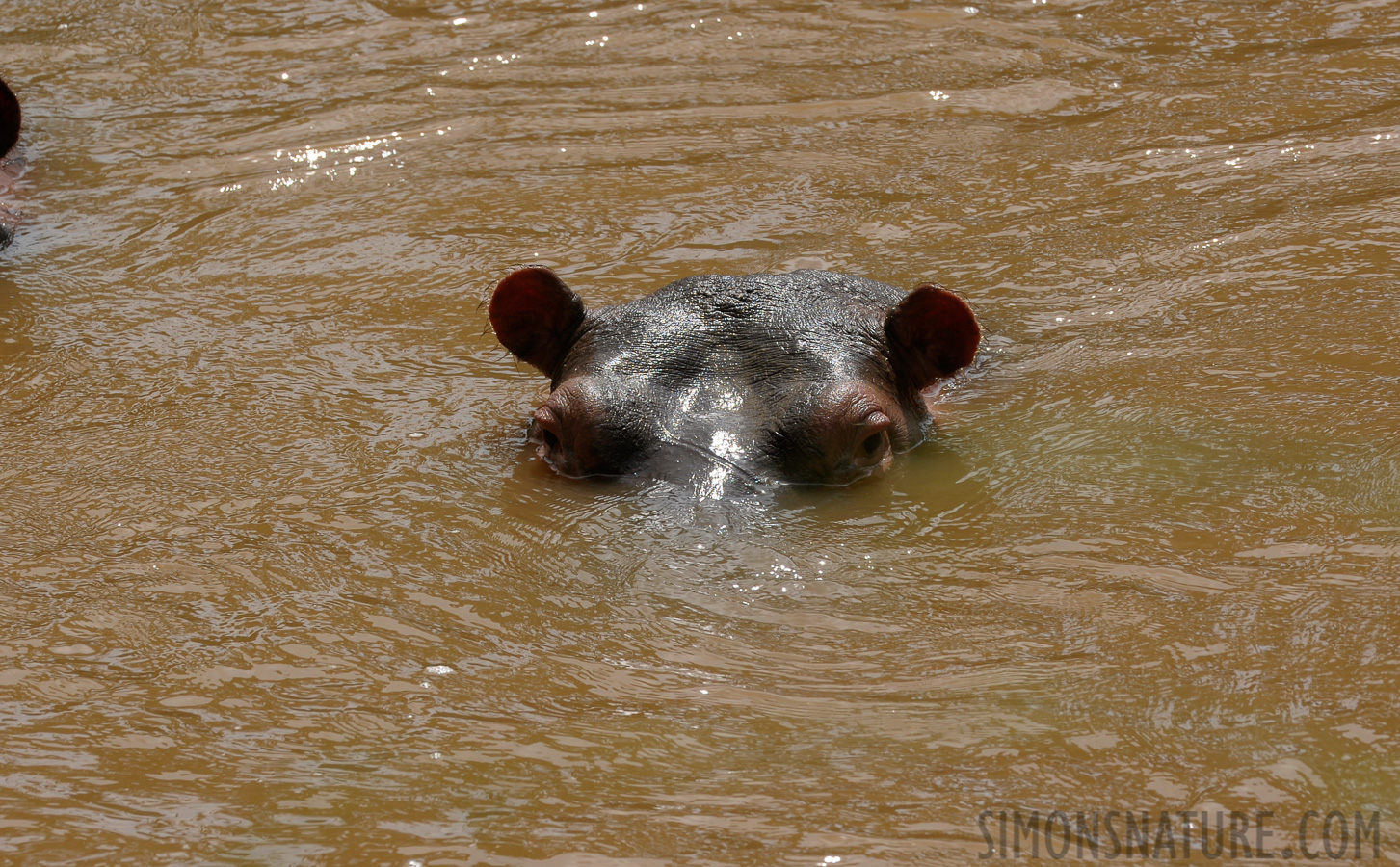 Hippopotamus amphibius amphibius [400 mm, 1/400 sec at f / 13, ISO 640]